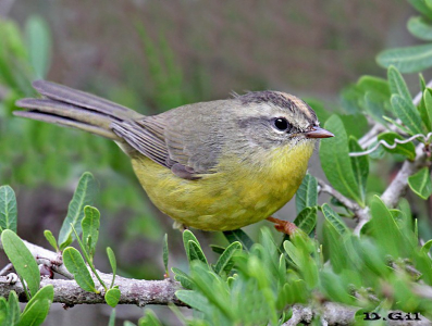 ARAÑERO CHICO (Basileuterus culicivorus)  - Parque Rivera-MONTEVIDEO (Agosto 2009)